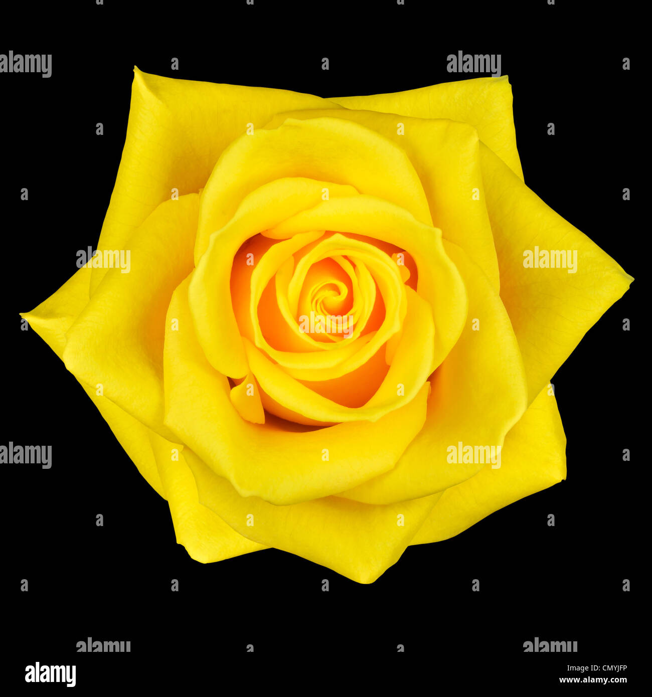Gelbe Rose Blume auf schwarzem Hintergrund isoliert Stockfoto