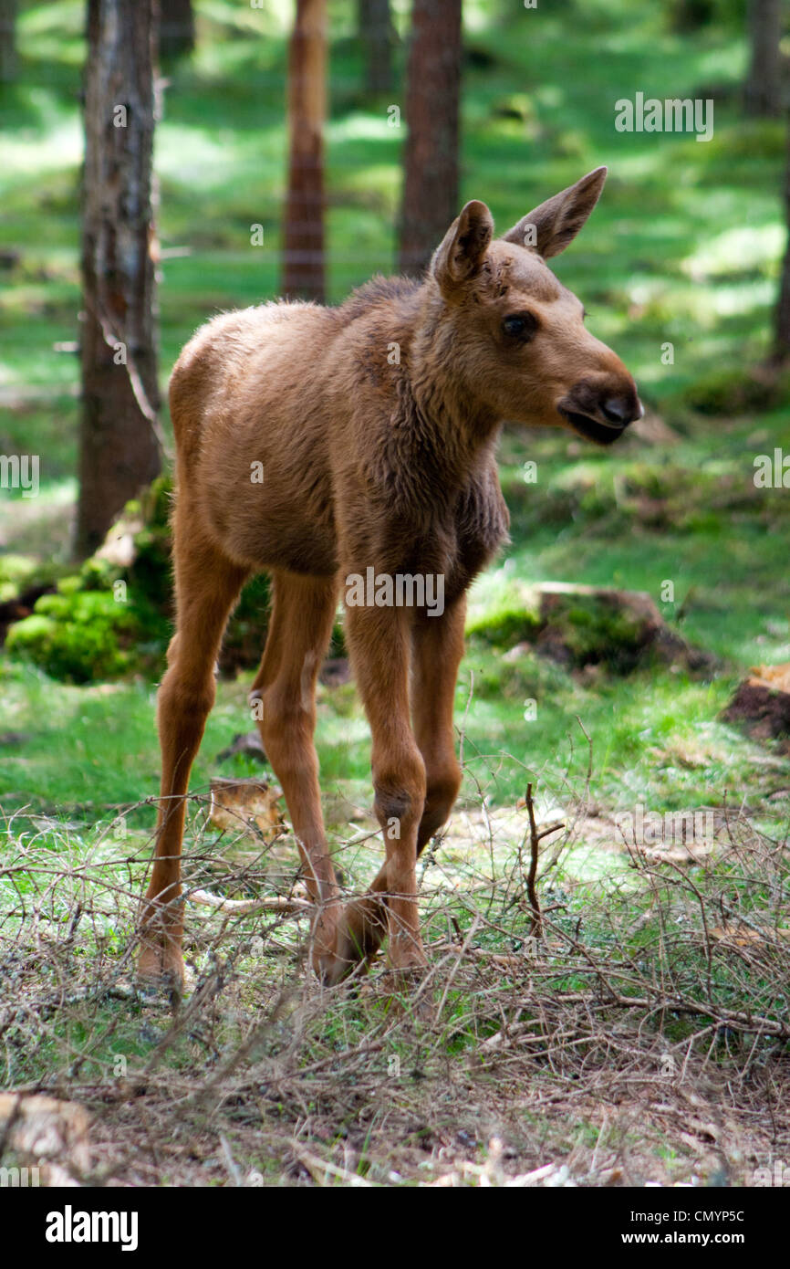 Junge Moose (Elch) in Schweden Stockfoto