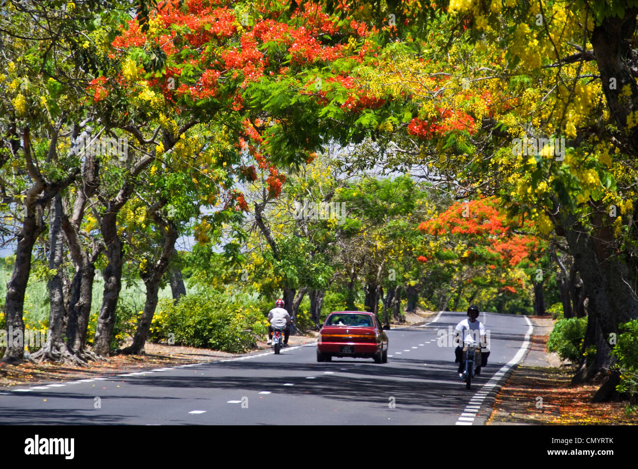 Baum-Allee mit Flamboyant, Royal Poinciana und Lamburnum Bäume mit gelben Blüten, Mauritius, Afrika Stockfoto