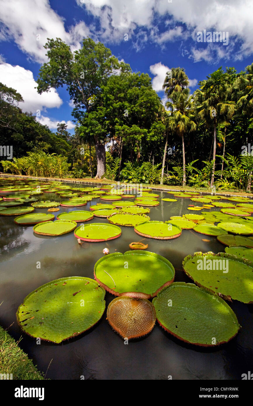 Pamplemousses Royal Botanical Garden, riesige Wasser Lilie Tank, Mauritius, Afrika Stockfoto