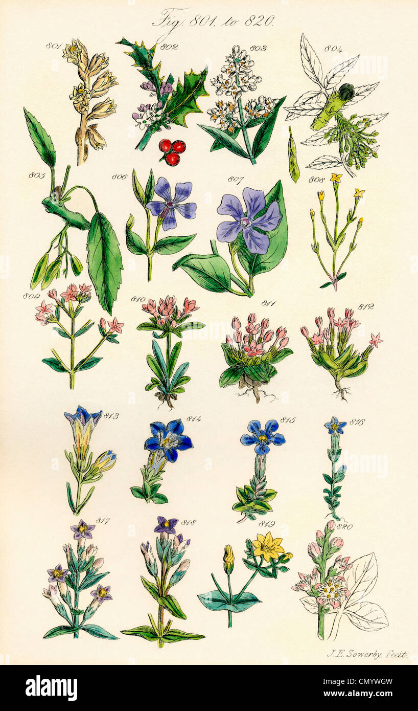 Seite von Farbabbildungen von britischen Wildblumen nach einer Arbeit von j.e. Sowerby und C.P. Johnson. Stockfoto