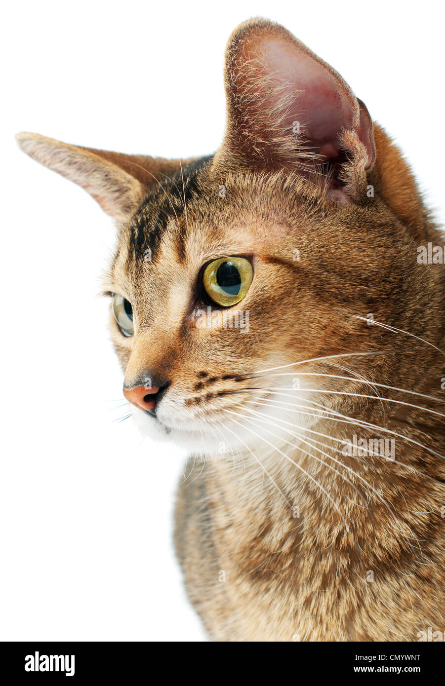 Pelz; Katze; Katze; Tiere; Haustiere; Freundschaft; Inland; winzige; klein; Haare; Whisker; schnurren; weiß; Endstück; Kitty; niedlich; schön; Stockfoto