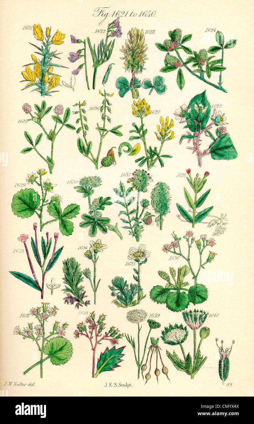 Seite von Farbabbildungen von britischen Wildblumen nach einer Arbeit von j.e. Sowerby und C.P. Johnson. Stockfoto