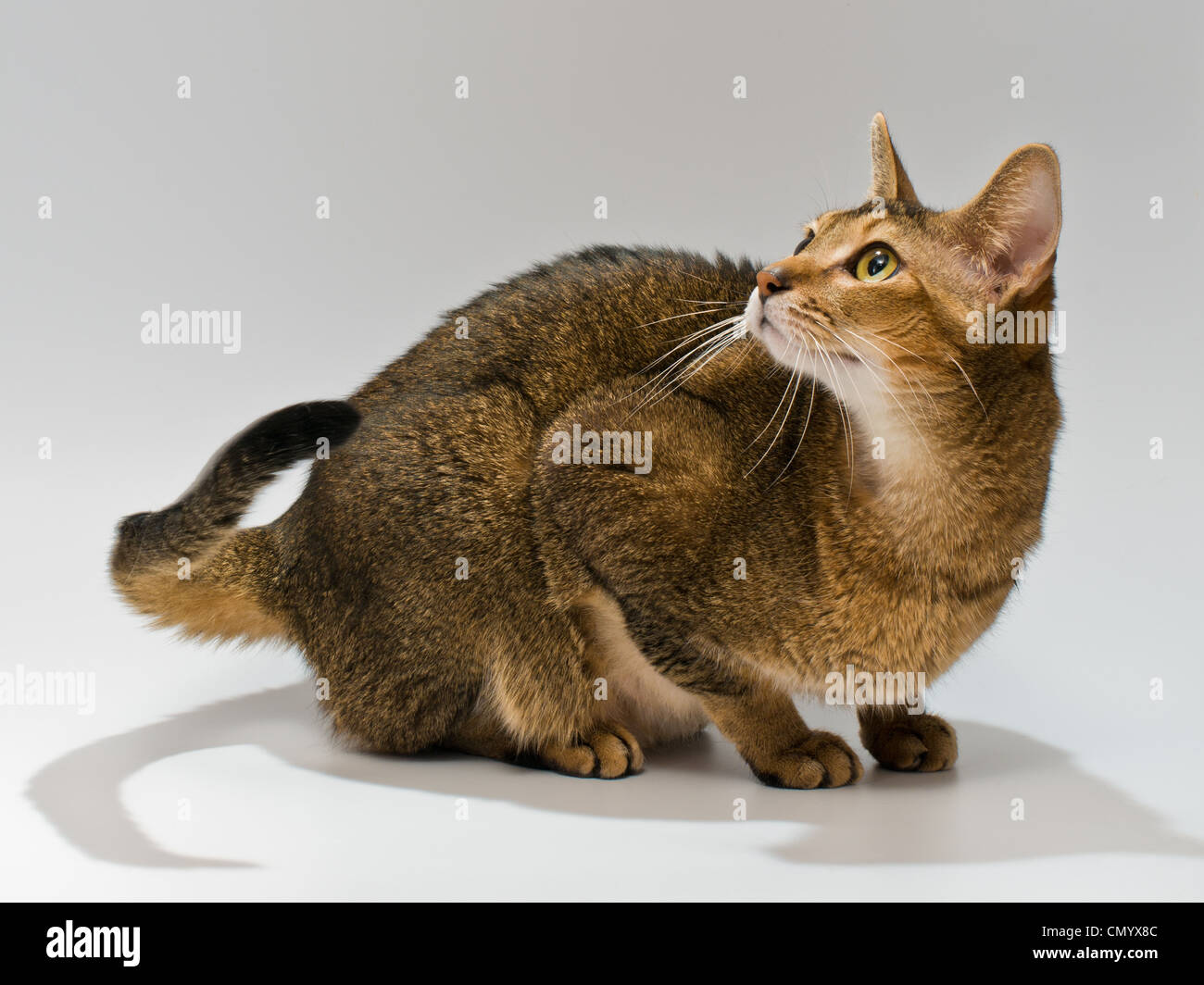 Pelz; Katze; Katze; Tiere; Haustiere; Freundschaft; Inland; winzige; klein; Haare; Whisker; schnurren; weiß; Endstück; Kitty; niedlich; schön; Stockfoto