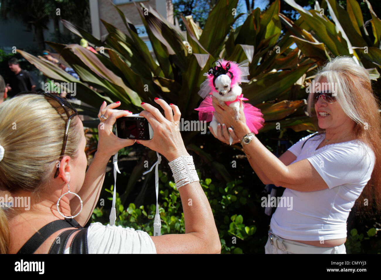 Miami Beach Florida, Ocean Drive, Hunde, Chihuahua, Haustiere, verkleidet, rosa, Ballerina, Tutu, Erwachsene Erwachsene Frau Frauen weibliche Dame, Kamera nehmen, digital, Stockfoto