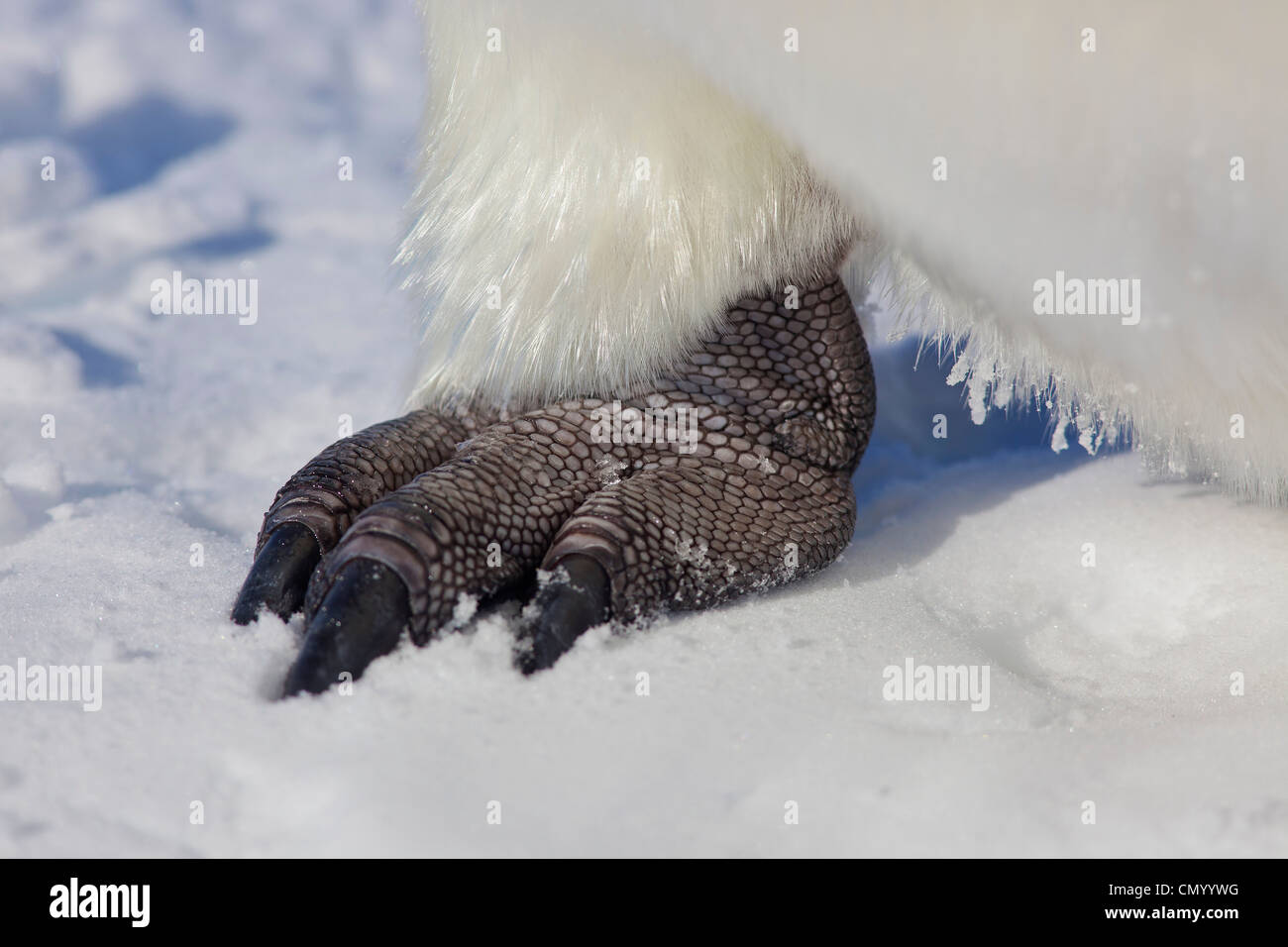 Kaiser-Pinguin-Fuß Stockfoto