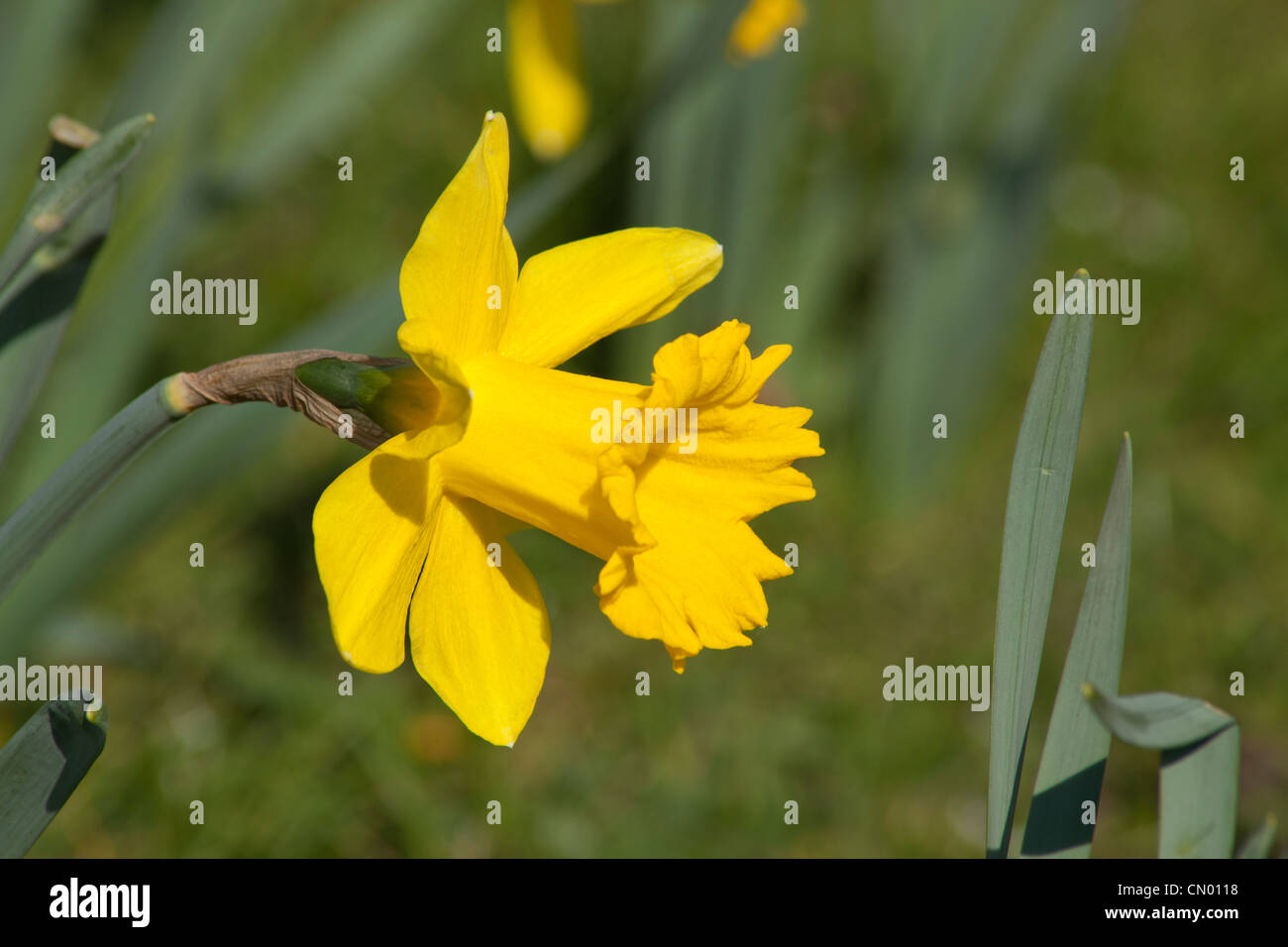Narzisse Stockfoto