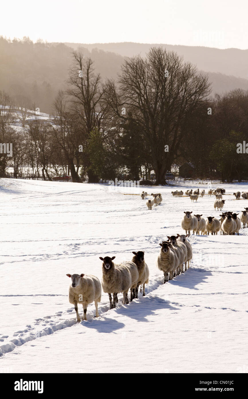 Schafe im Winter, Nationalpark Lake District, England Stockfoto