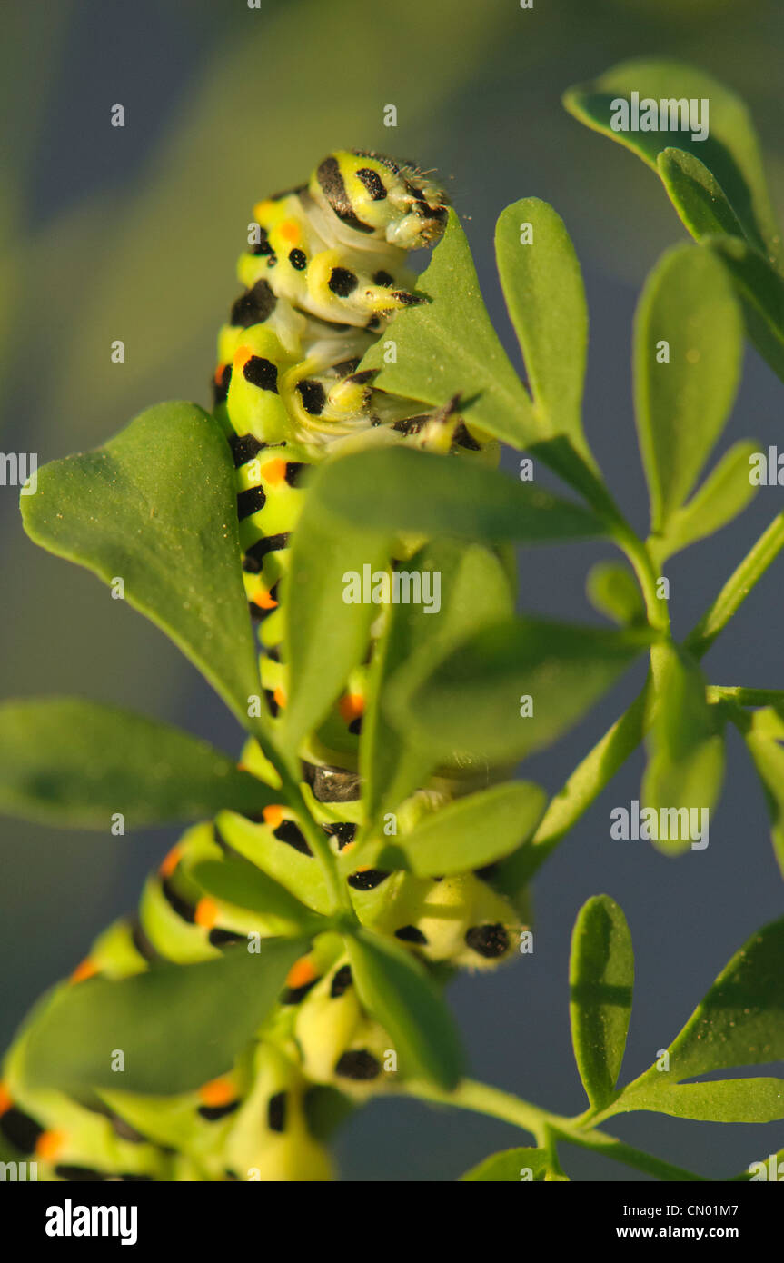 Raupe des der Schwalbenschwanz-Schmetterling (Papilio Machaon) Fütterung in der Rue (Ruta Graveolens), eines seiner bevorzugten Wirtspflanzen. Stockfoto