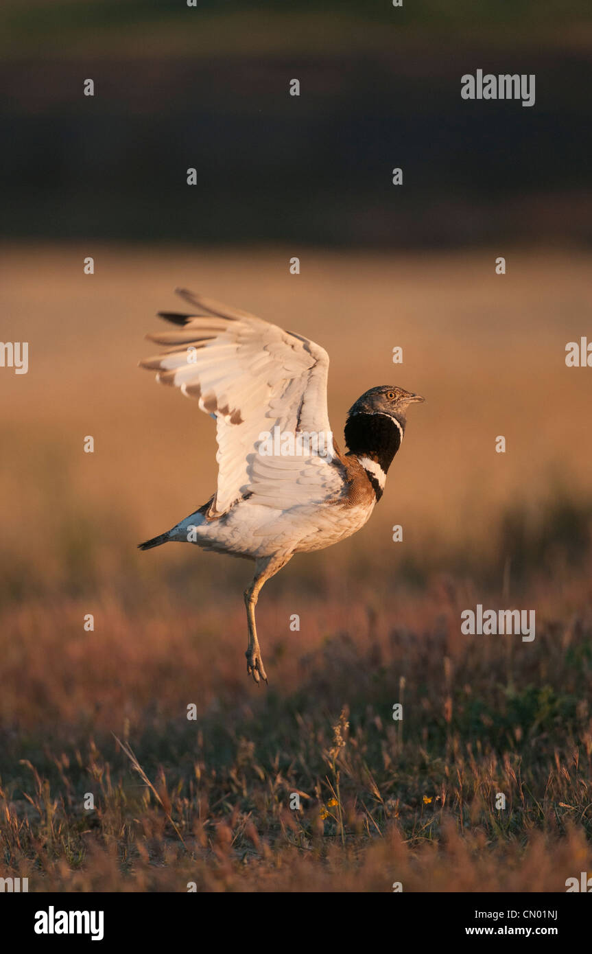 Männchen kleiner Bustard (Tetrax tetrax) in Balz-Display im Frühjahr an seinem Lek, wo das Tier springt, macht Geräusche mit seinem Schnabel und zeigt sich den umliegenden Weibchen zur Paarung Attraktion, Spanien Stockfoto