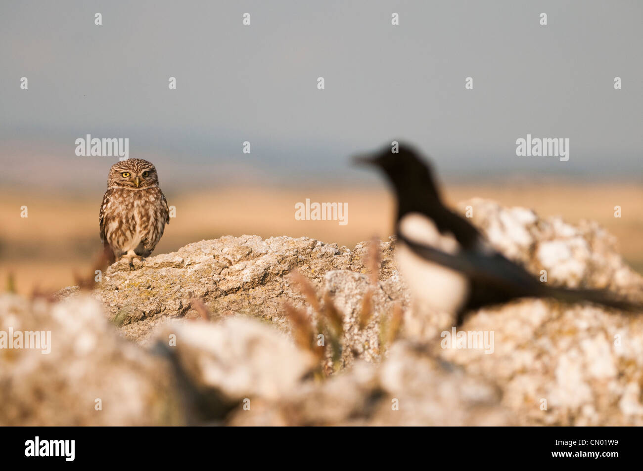 Steinkauz (Athene Noctua) in hockende Ort für die Überwachung auf einer nahe gelegenen Elster (Pica Pica), Spanien Stockfoto