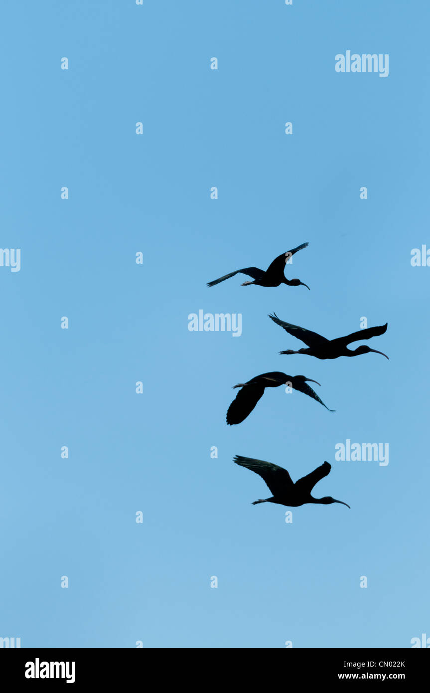 Sichler Gruppe (Plegadis Falcinellus), auf der Flucht, Spanien Stockfoto