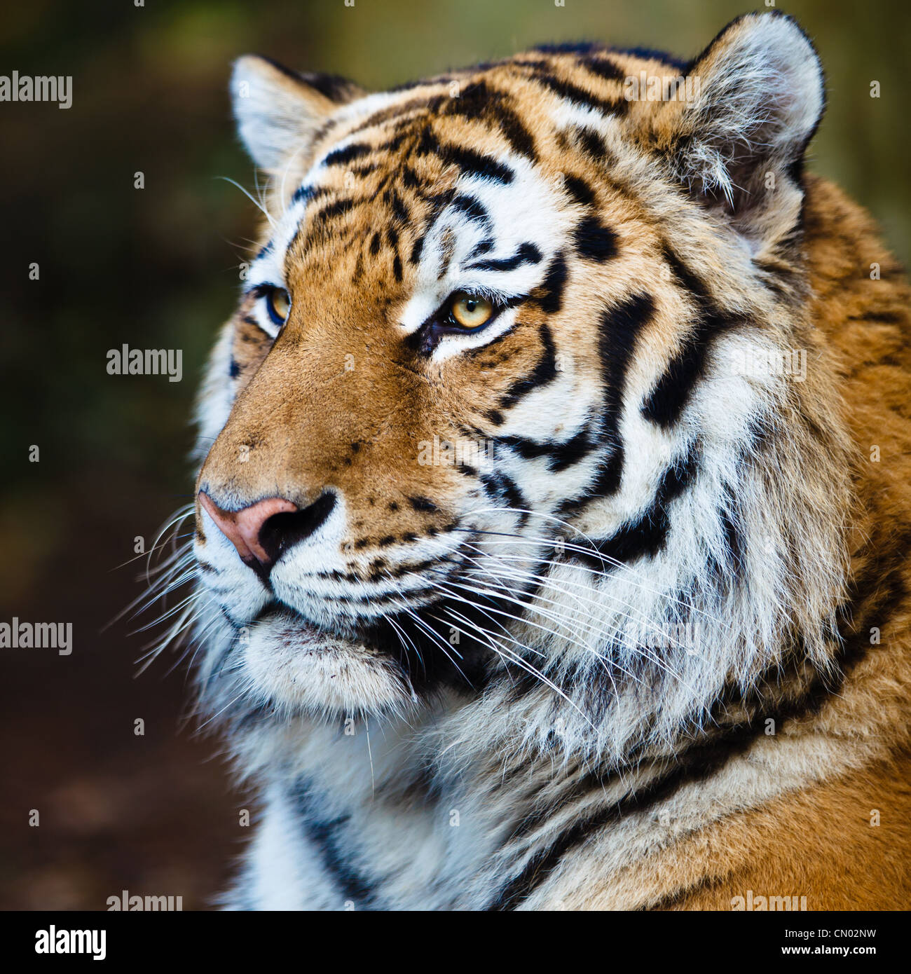 Nahaufnahme eines sibirischen Tigers auch bekannt als Amur-Tiger (Panthera Tigris Altaica), die größte lebende Katze Stockfoto