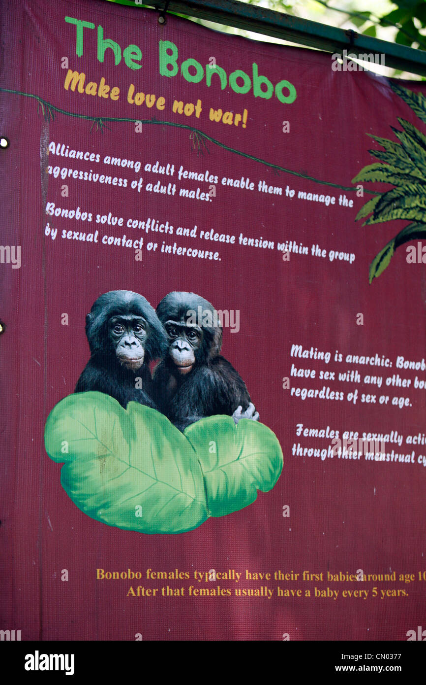 Informationen über die Bonobo-Affen im Lola Ya Bonobo Heiligtum Park. Demokratische Republik Kongo, Zentralafrika Stockfoto
