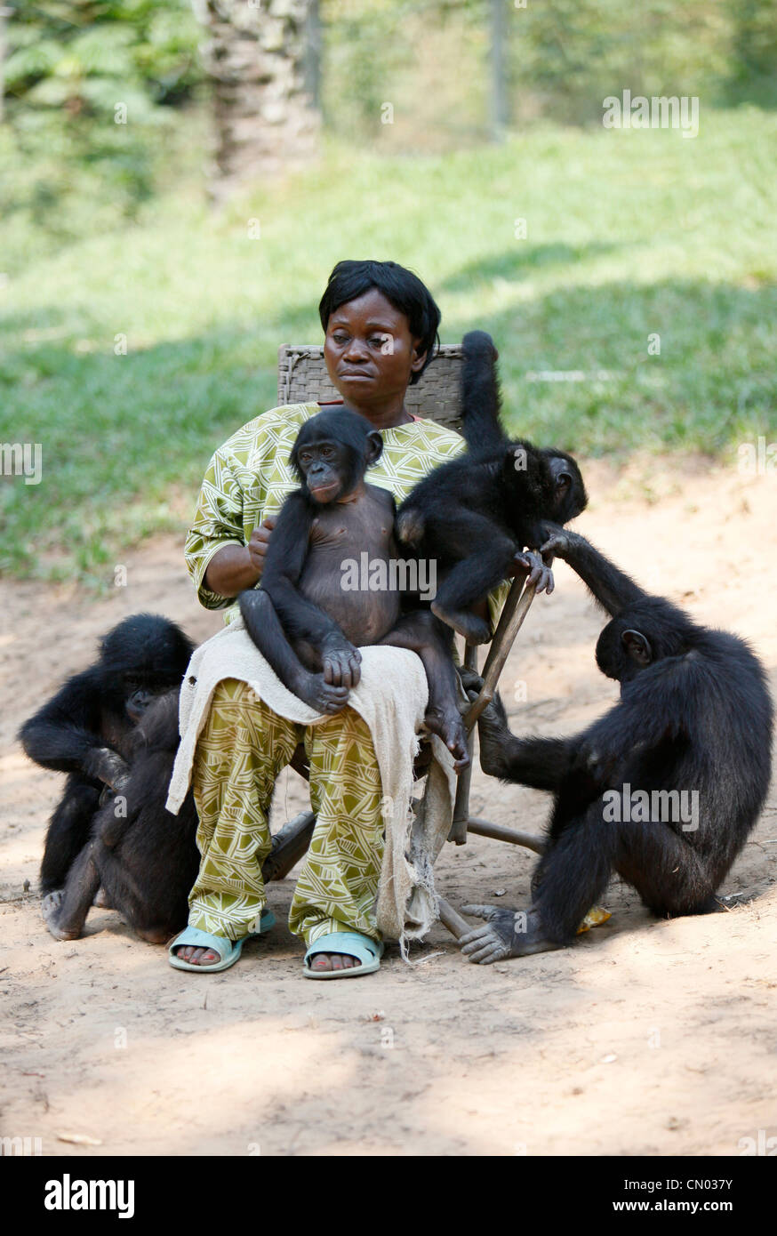 Ein Frau Pfleger kümmert sich um die Bonobo-Affen im Lola Ya Bonobo Heiligtum Park außerhalb von Kinshasa, demokratische Republik Kongo. Stockfoto