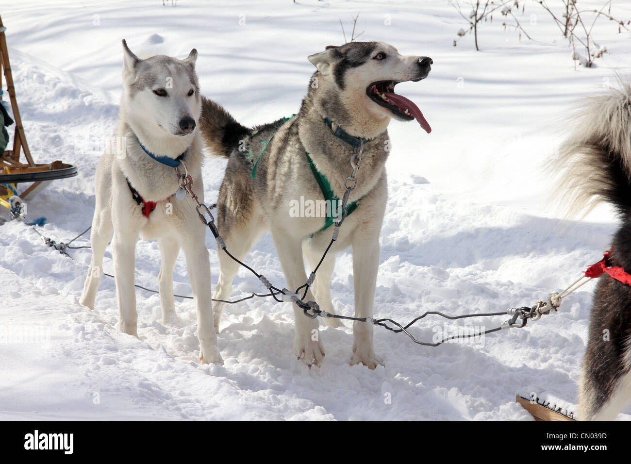 Ein Hundeschlitten-Team bereitet sich auf Rennen in Nord-Ontario, Kanada Stockfoto