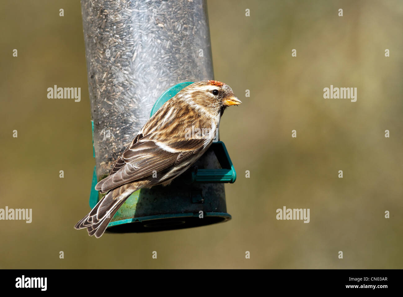 Geringerem Redpoll, Zuchtjahr Kabarett, einziger Vogel auf Niger Samen Feeder, Warwickshire, März 2012 Stockfoto