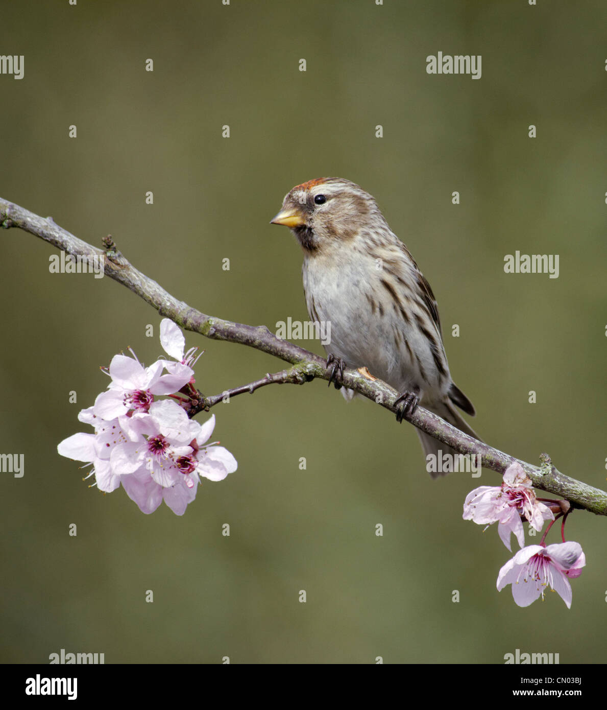 Geringerem Redpoll, Zuchtjahr Kabarett, einziger Vogel auf Blüte, Warwickshire, März 2012 Stockfoto