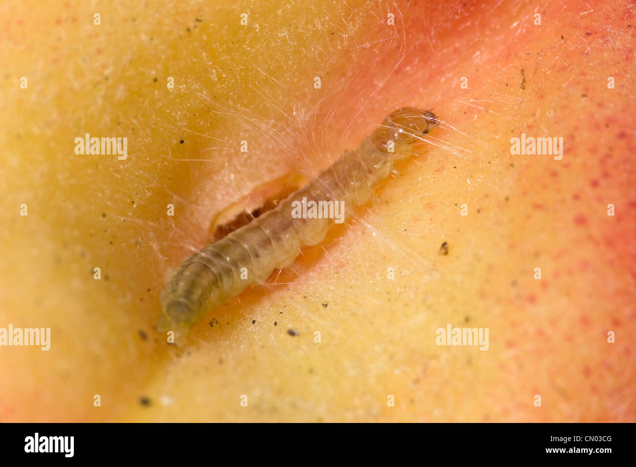 Caterpillar und Web auf Pfirsichfrucht Stockfoto
