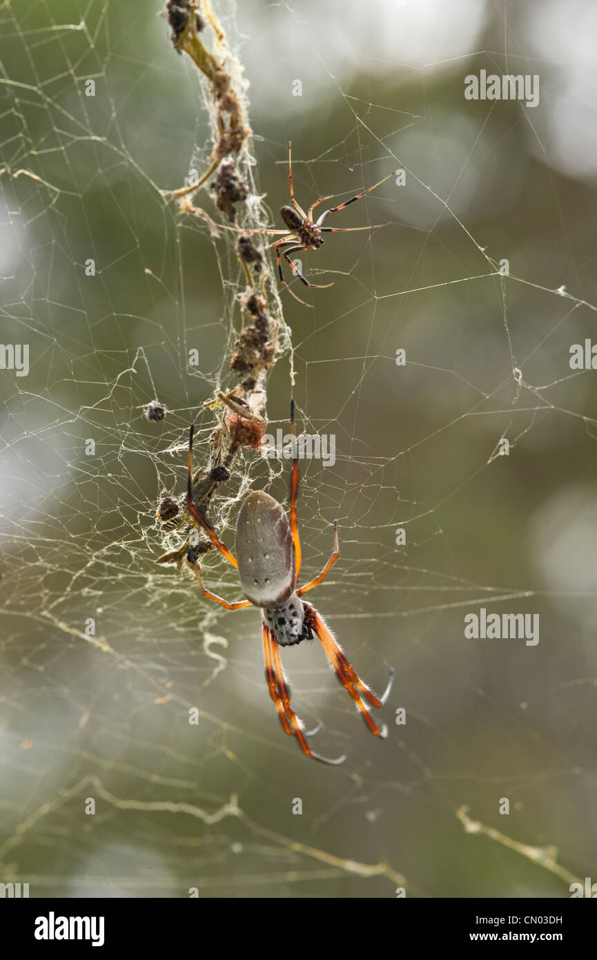 Große weibliche Golden Orb-Weaver Spider und kleine Männchen im web Stockfoto