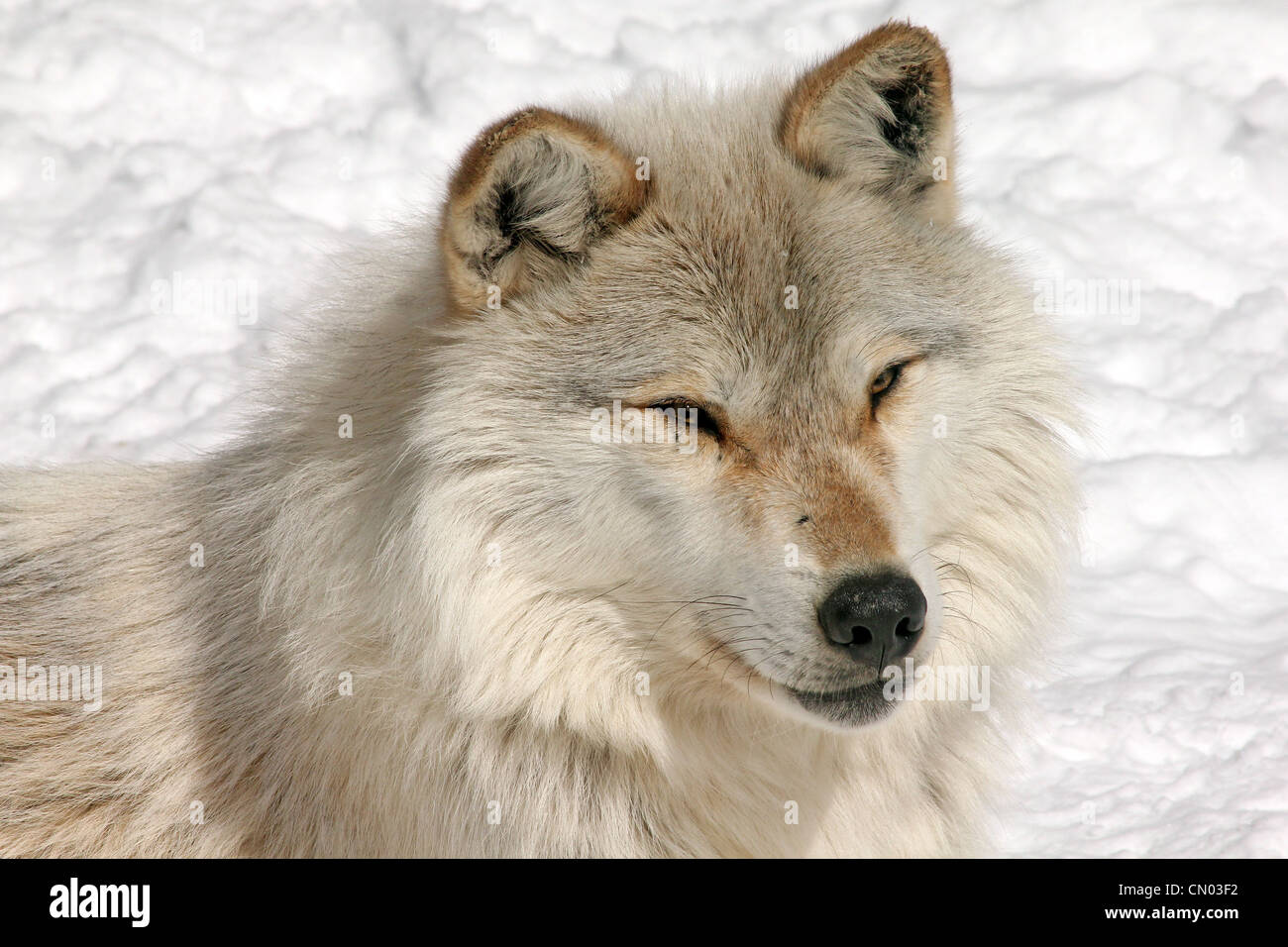 Wilder Gray Wolf in Nord-Ontario, Kanada (Dies ist ein wilder Wolf Pack fotografiert aus einem Blind) Stockfoto