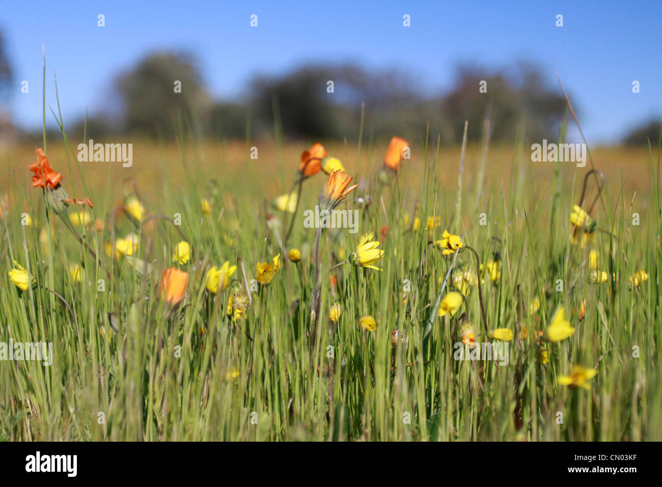 Namaqualand Blumen, Nieuwoudtville, Northern Cape, Südafrika. Stockfoto