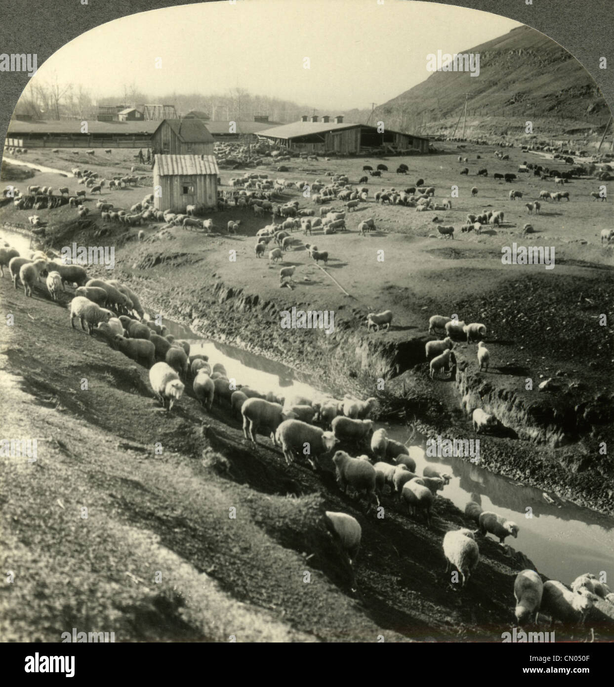 Ca. 1910er Jahre Foto einer Schaf-Ranch im Nordwesten Land, Idaho. Stockfoto