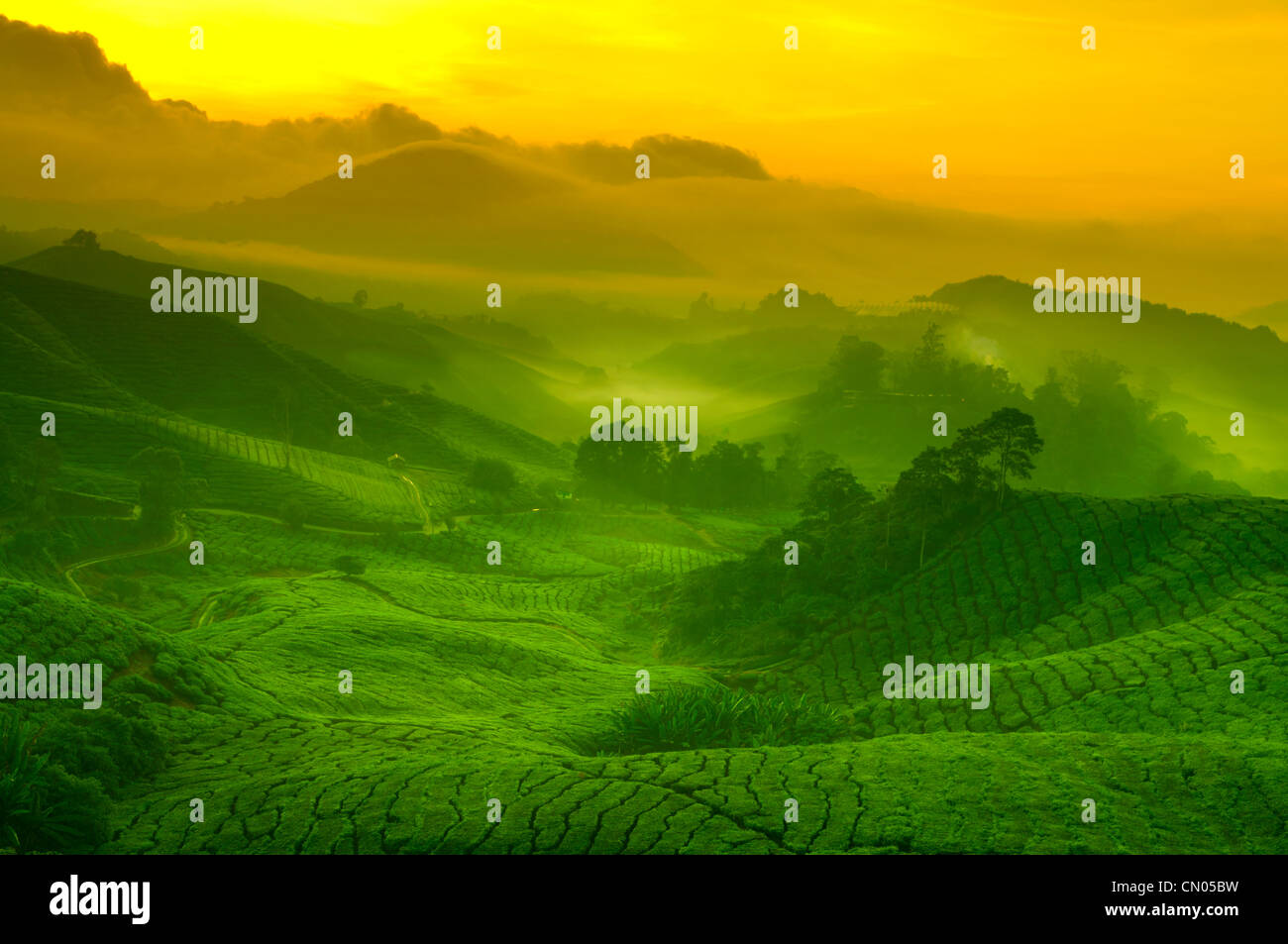 Sonnenaufgang auf Tee Plantage Landschaft bei Cameron Highland, Malaysia. Stockfoto