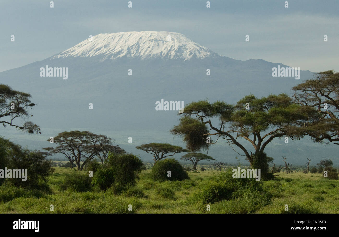 Kilimandscharo-Massiv mit Akazien im Vordergrund Stockfoto