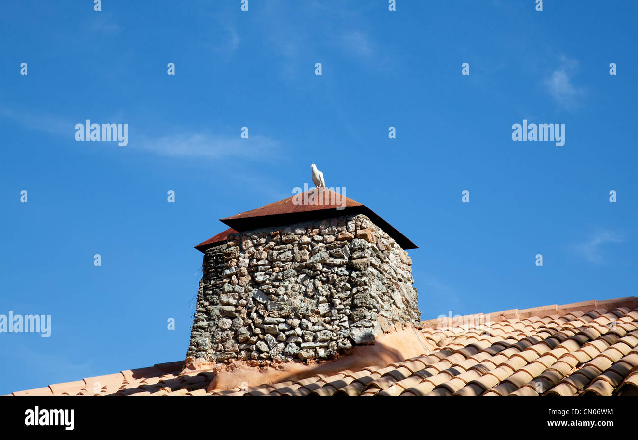 Weiße Taube auf dem Dach Ziegelrot Stockfoto