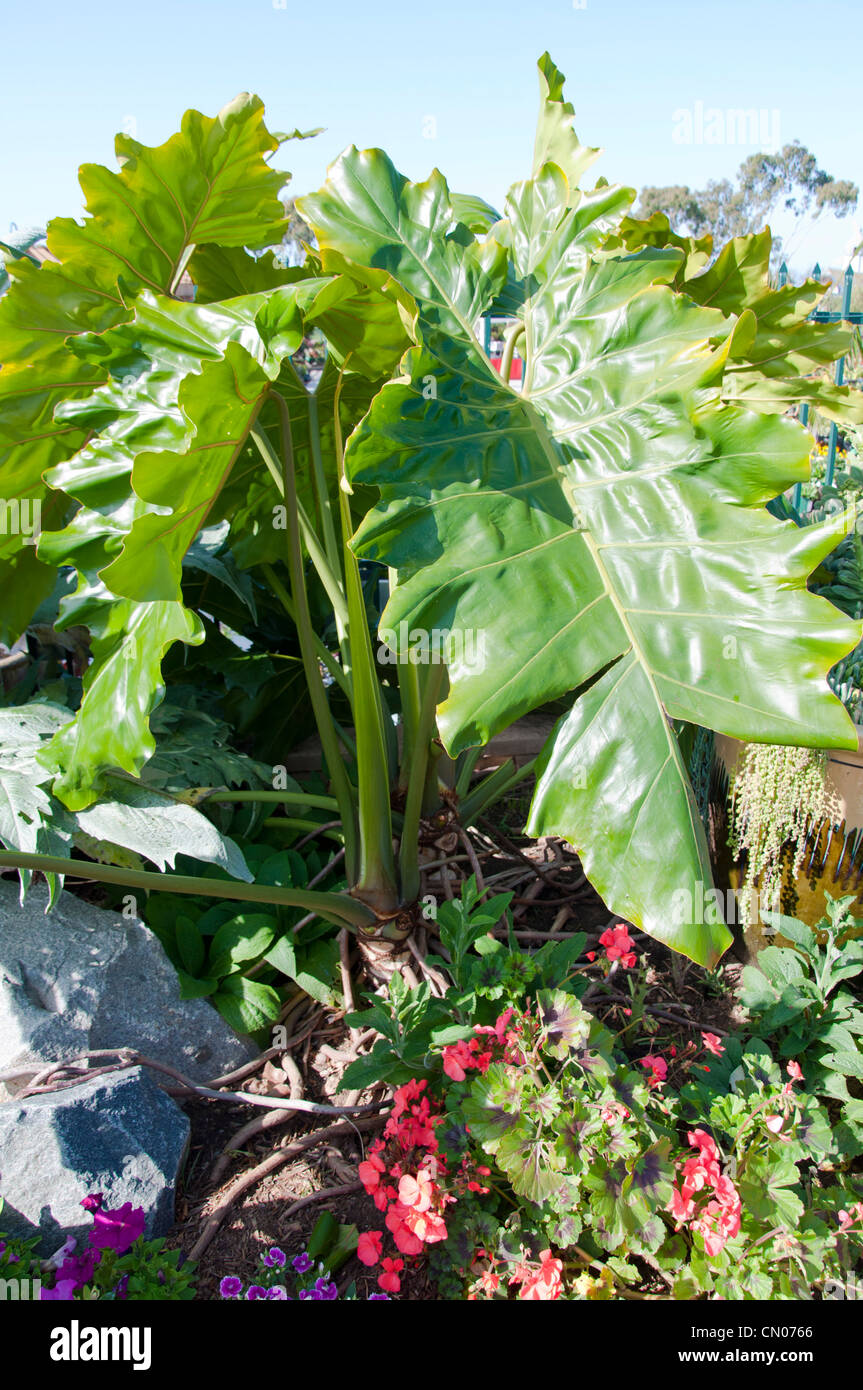 Tropische Pflanze mit groen Blttern Stockfotografie - Alamy
