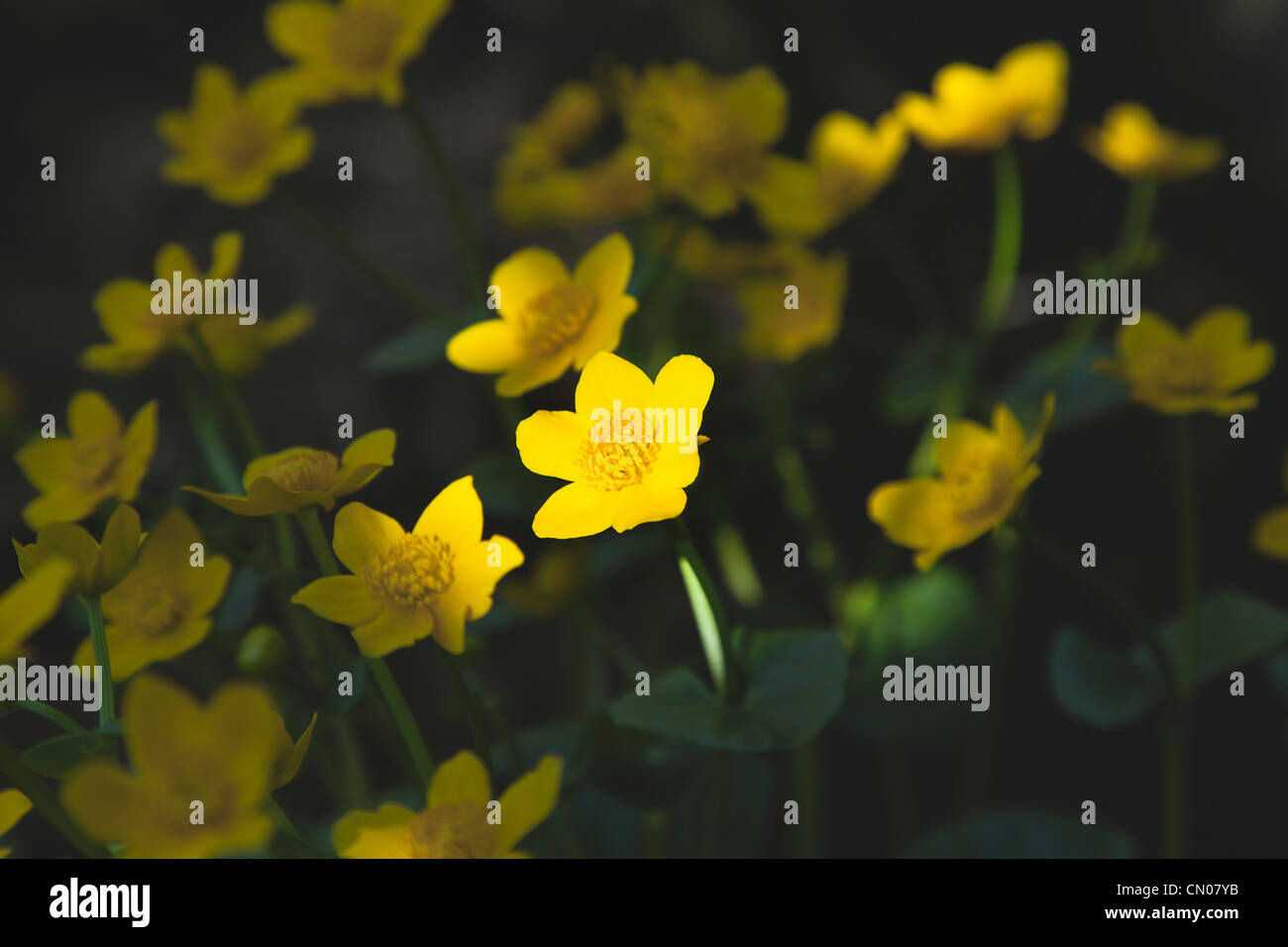 Pflanzen, Blumen, Sumpfdotterblumen mit gefleckten Sonnenlicht. Stockfoto