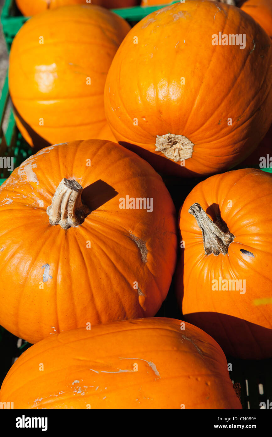 Lebensmittel, Obst, Kürbisse zum Verkauf an Grange Farms Market Shop. Stockfoto