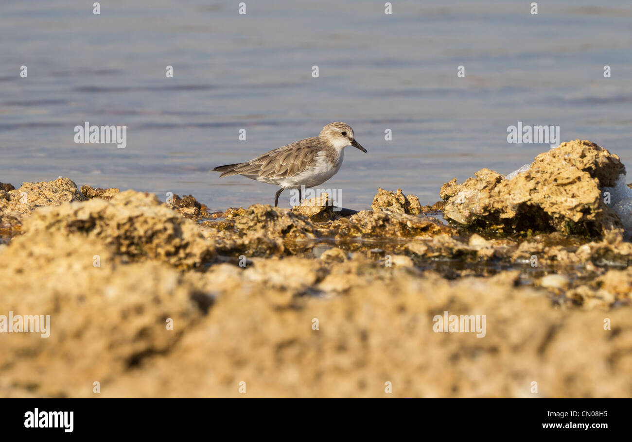 Ruddy Steinwälzer Arenaria Interpres am Rand der Salzseen auf Rottnest Island Stockfoto