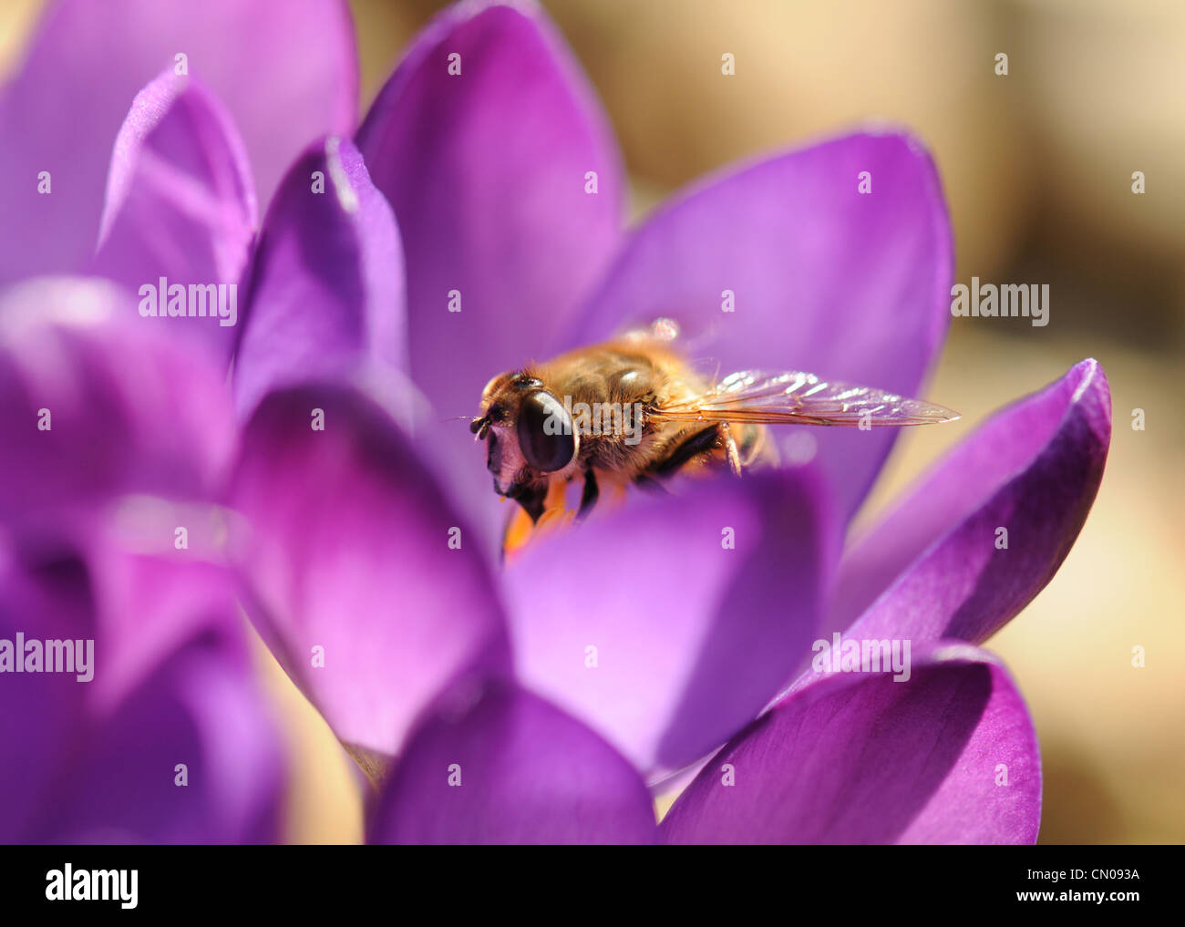 Biene auf einer Krokus Stockfoto