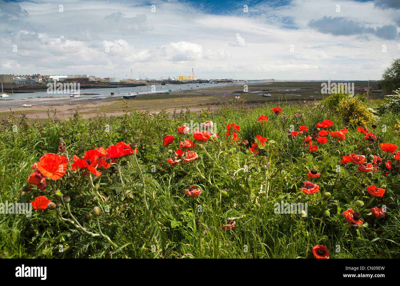 UK, Cumbria, Barrow in Furness, Mohn wächst an Ufern von Walney Kanal Stockfoto