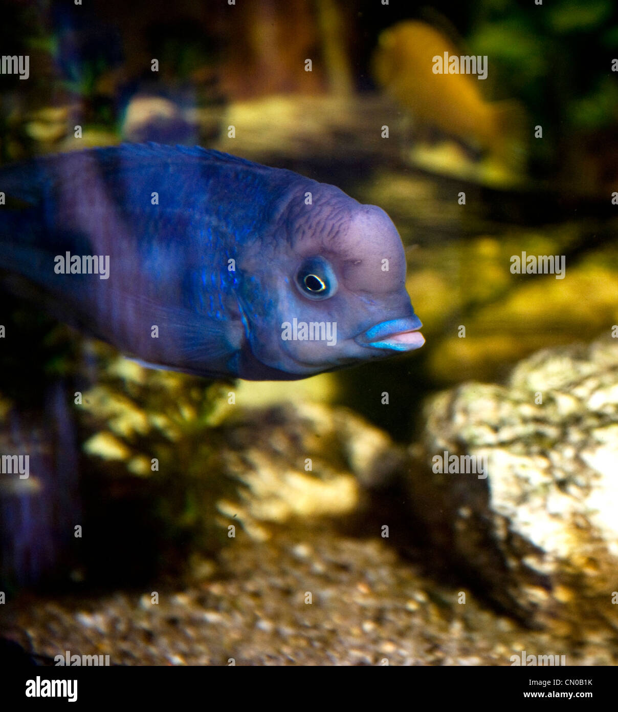 Blauer Fisch mit großen Lippen Stockfoto