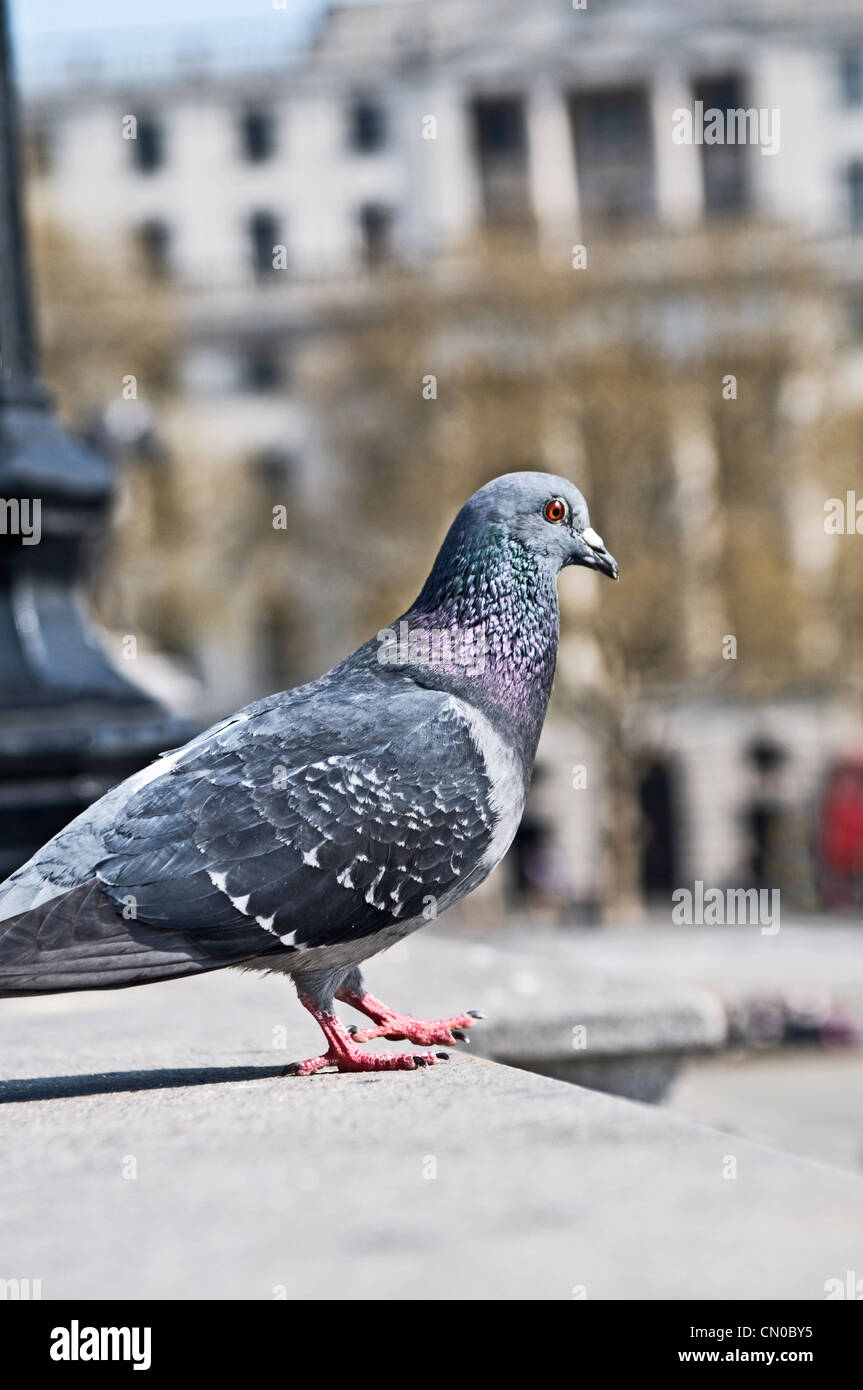 Eine London-Taube Stockfoto