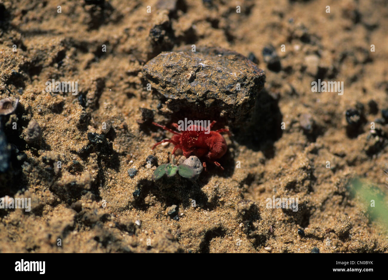 Vereinigte Arabische Emirate, Naher Osten, Dubai, kleine rote flauschige Spinne, die ursprünglich aus dem Nahen Osten (Name nicht bekannt). Stockfoto