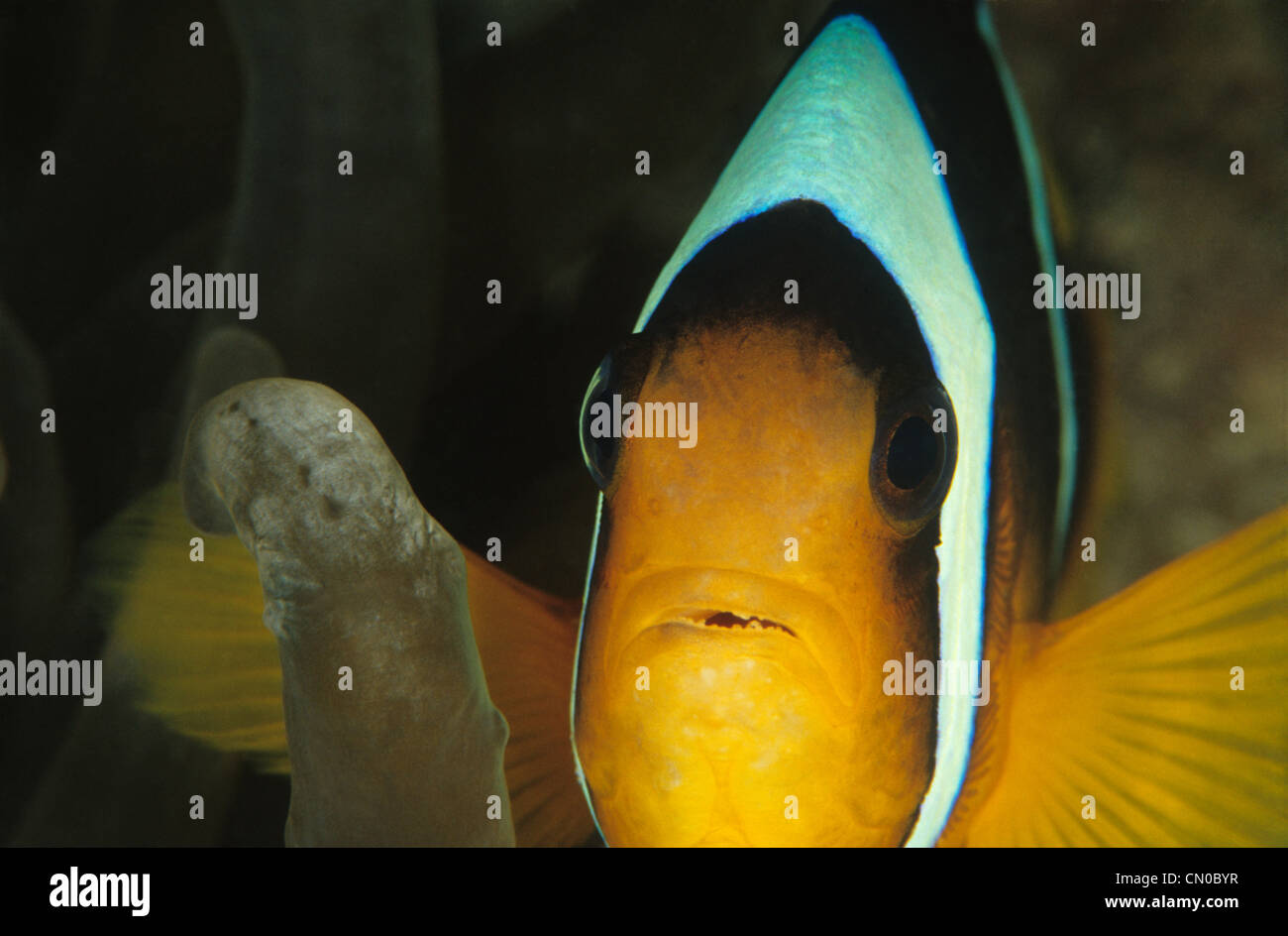 2-Band Anemonenfische, Amphiprion Bicinctus, aus dem Roten Meer, Ägypten. Die Fische Gesicht in Nahaufnahme. Stockfoto