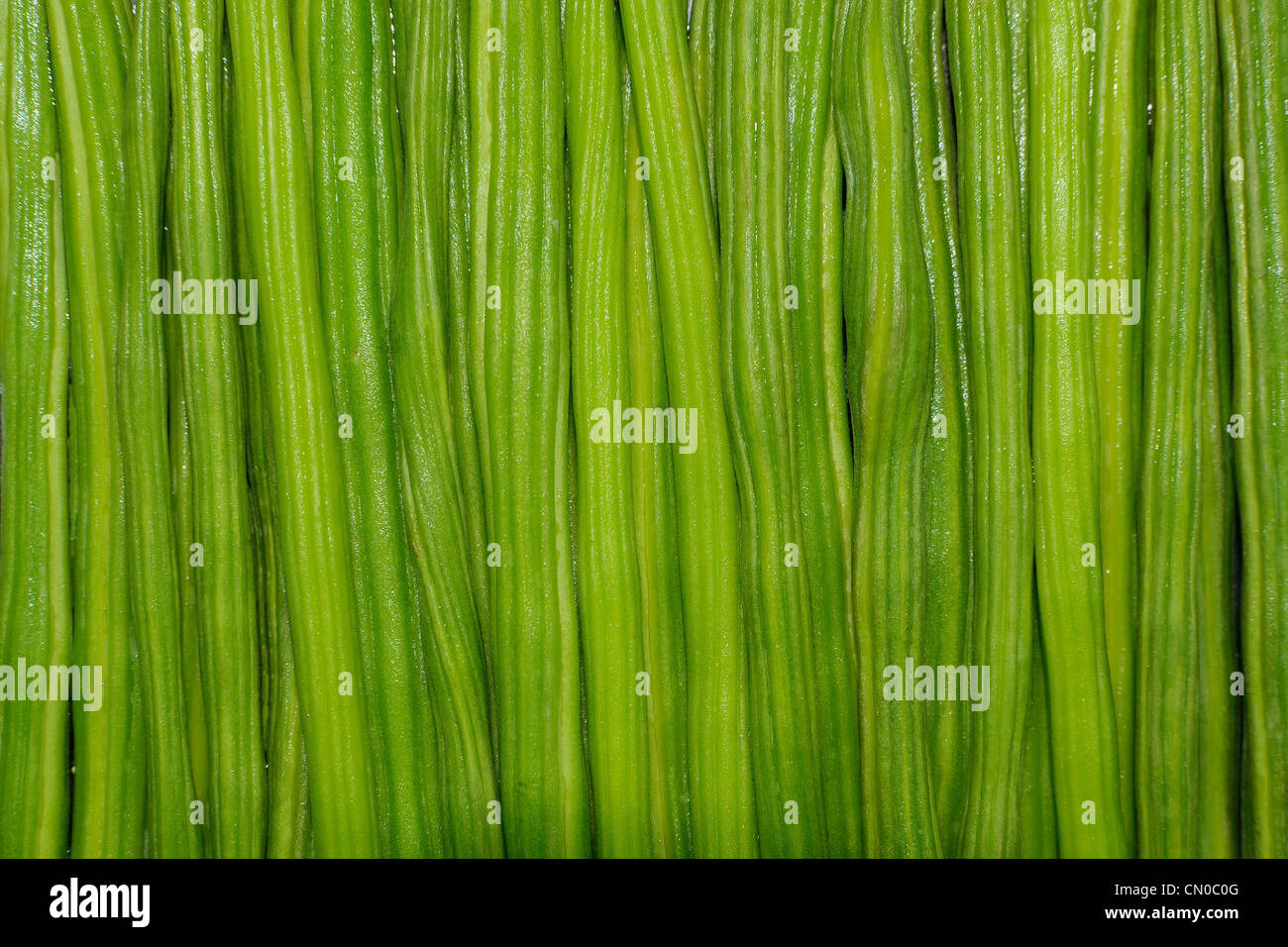 Moringa Oleifera Bio Trommelstock Gemüse Stockfoto