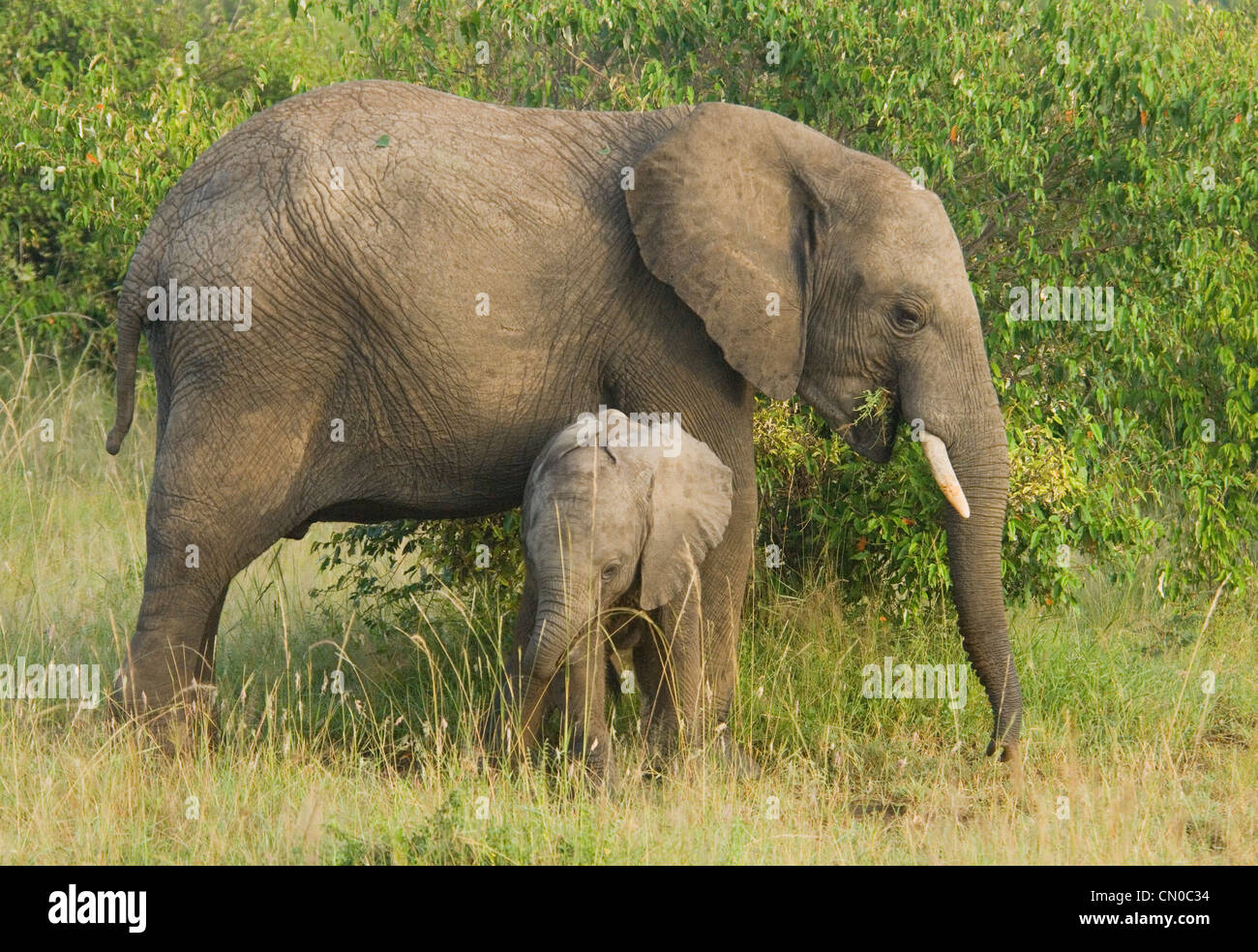 Elefantenbaby mit Mama (Loxodonta Africana) Mutter fehlende Ende der Rute Stockfoto