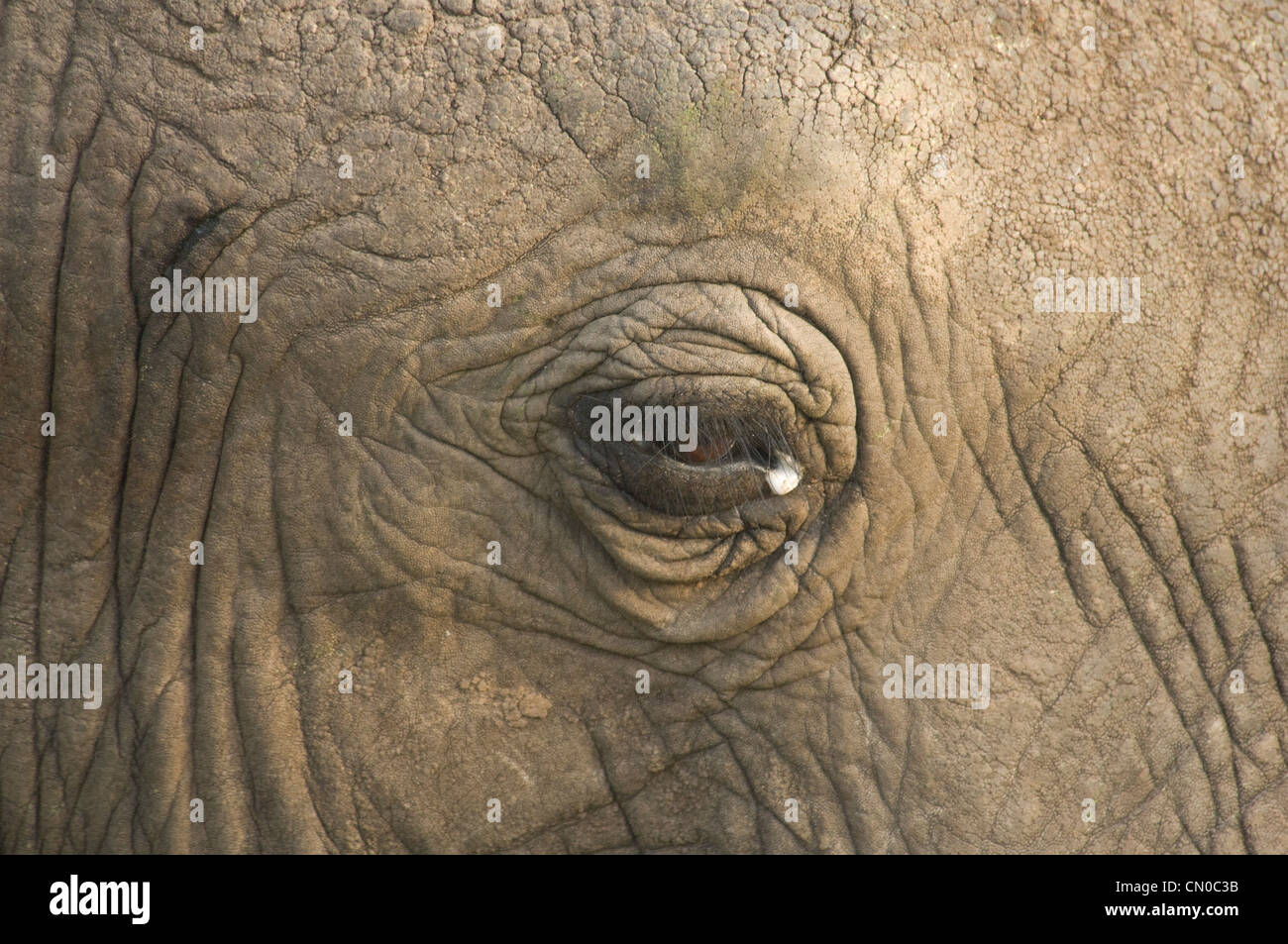 Auge der Elefant (Loxodonta Africana) Stockfoto