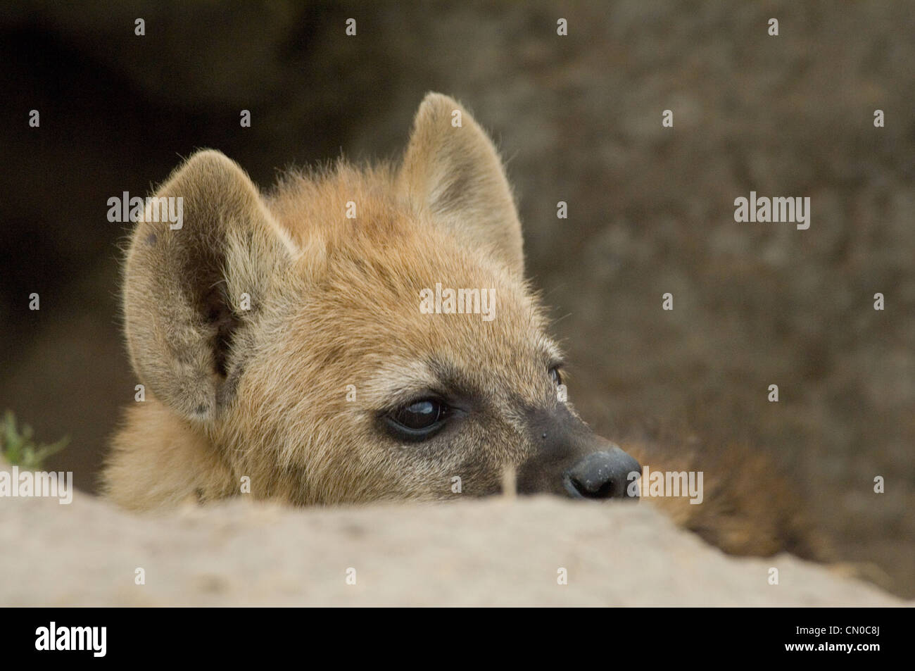 Junge Hyäne in Höhle-Kopf geschossen gesichtet Stockfoto