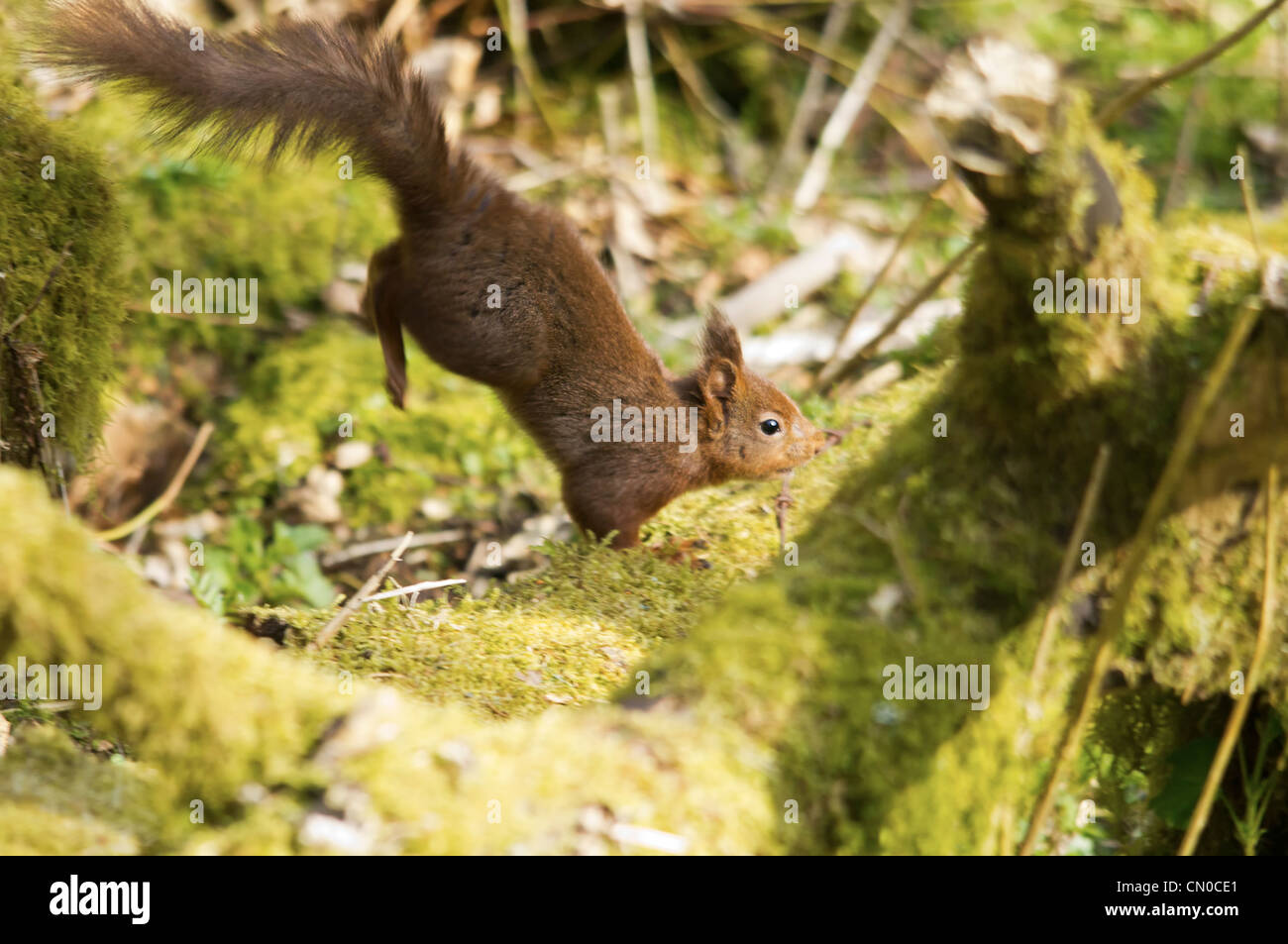 Wilde Eichhörnchen in North Yorkshire Stockfoto