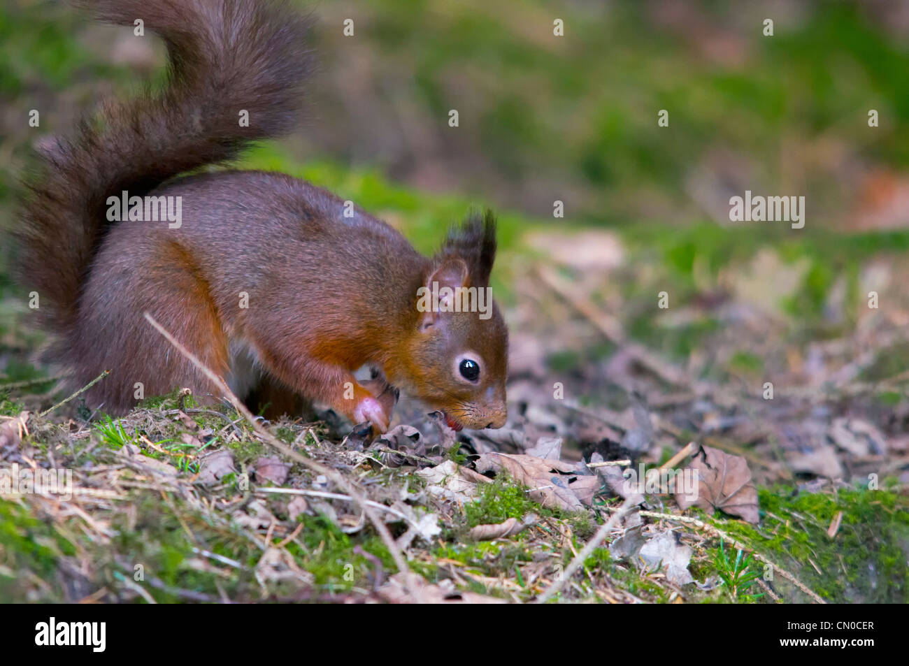 Wilde Eichhörnchen in North Yorkshire Stockfoto