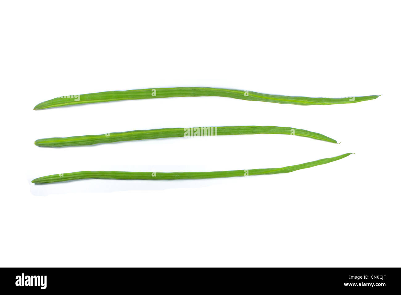 Drumsticks Moringa Oleifera Pflanze auf weißem Hintergrund Stockfoto