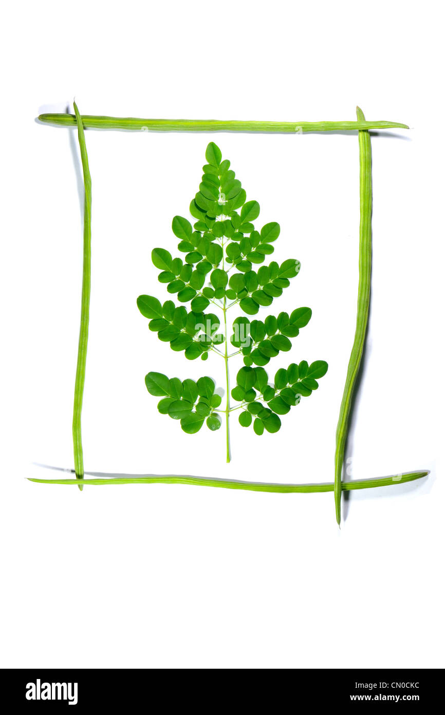 Frame Drumsticks von Moringa Oleifera mit einer Niederlassung in es auf weißem Hintergrund, Stockfoto
