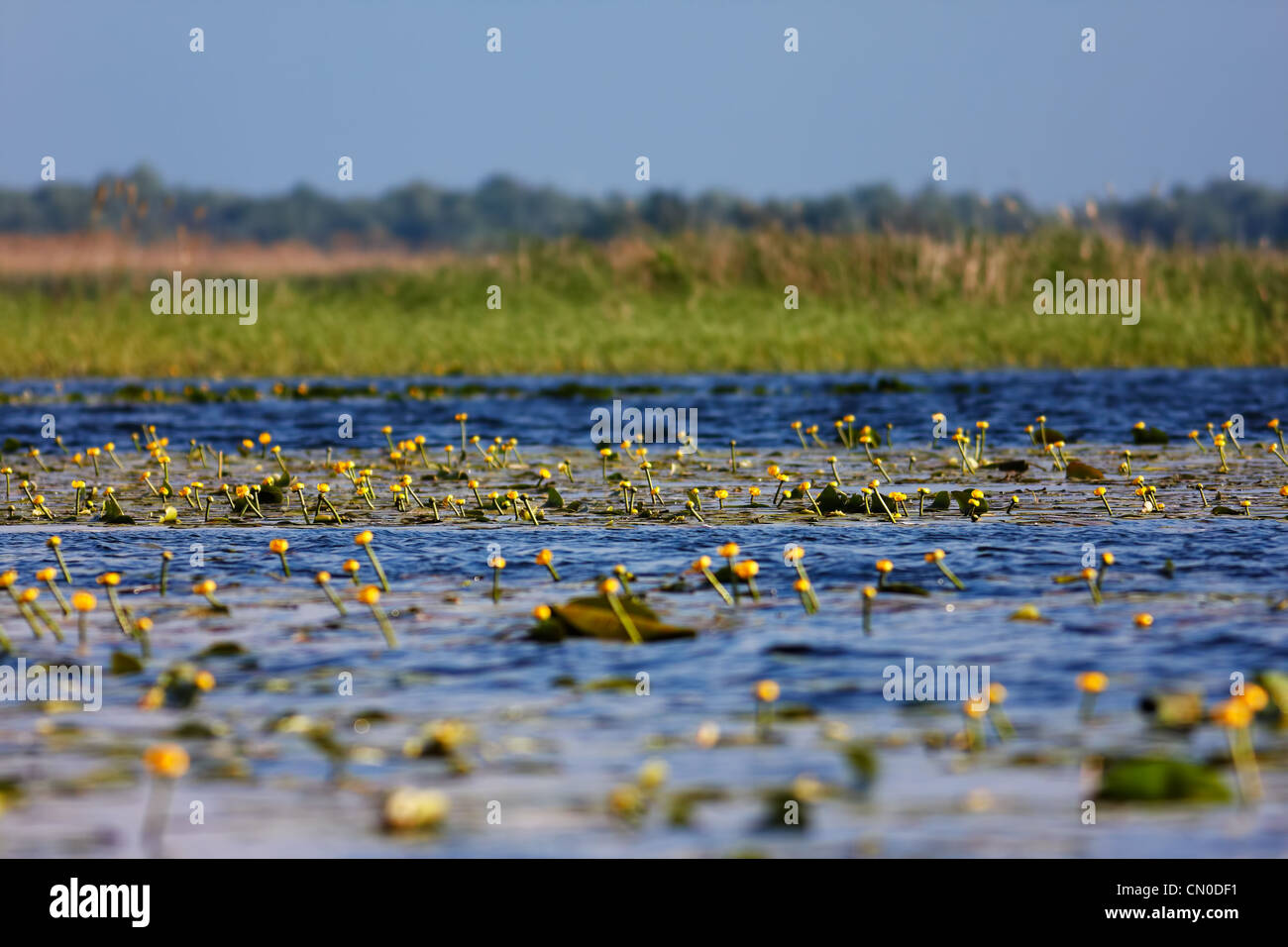 Landschaft der gelbe Seerosen im Donau-Delta, Rumänien. Stockfoto