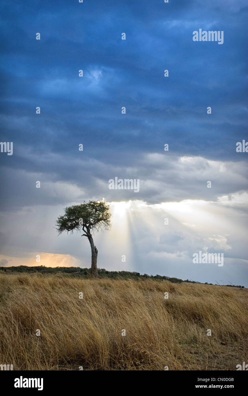 Einsame Akazie, Sturm und Sonnenstrahlen, Masai Mara National Reserve, Kenia, Afrika Stockfoto